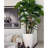 Adamerar artificial plant in pot